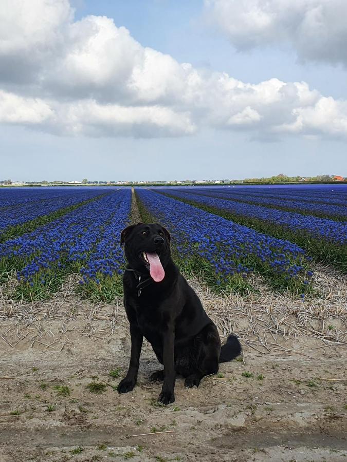 Luxe Zomerwoning Met Omheinde Tuin Voor Hond En Kinderen Dirkshorn Экстерьер фото